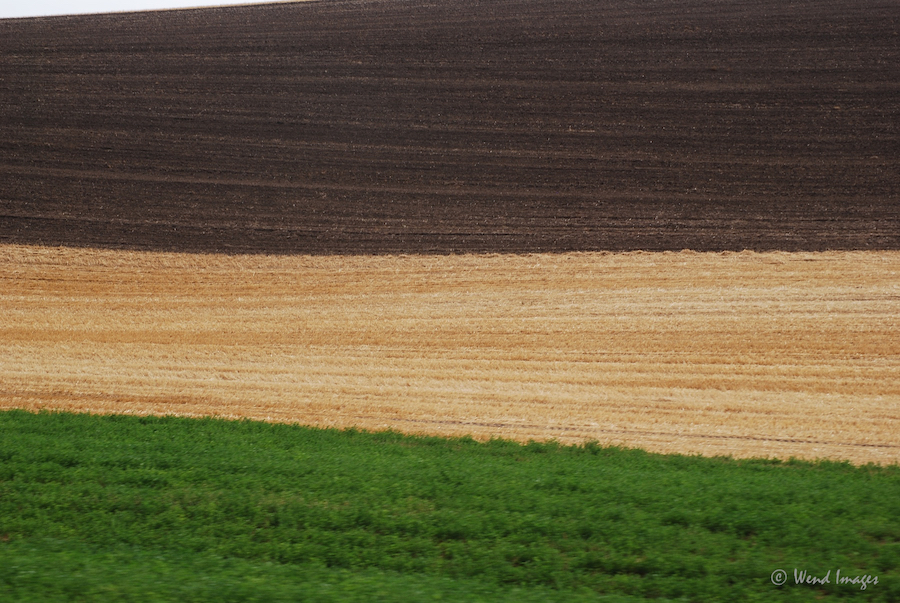 Colorful fields in the Palouse of Eastern Washington (September, 2020) – photo credit Daniel Wend, courtesy of WendImages.com