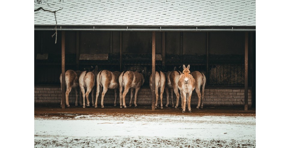 Big Asses