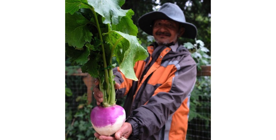 Tukwila urban farmer Jit Gajmer sells turnips and other produce at FIN's Tukwila Village Farmer's Market. Photo courtesy of Food Innovation Network.