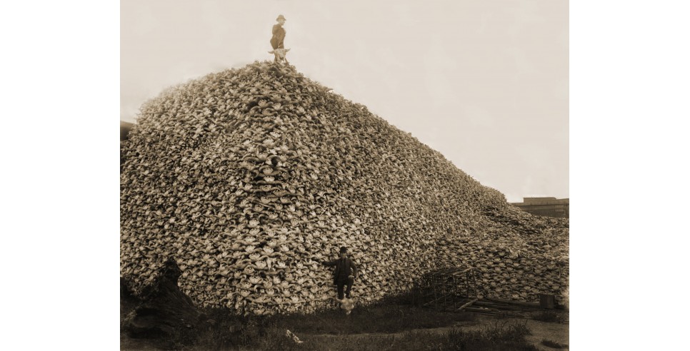 In 1892, a pile of American bison skulls waiting to be ground for fertilizer. Photo courtesy of Burton Historical Collection, Detroit Public Library via Wikimedia In 1892, a pile of American bison skulls waiting to be ground for fertilizer. Photo courtesy of Burton Historical Collection, Detroit Public Library via Wikimedia