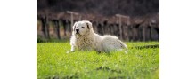 Bella, a Maremma Shepherd